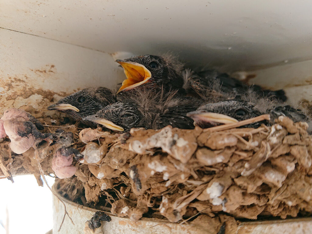 img_tsubame_20240526_01-