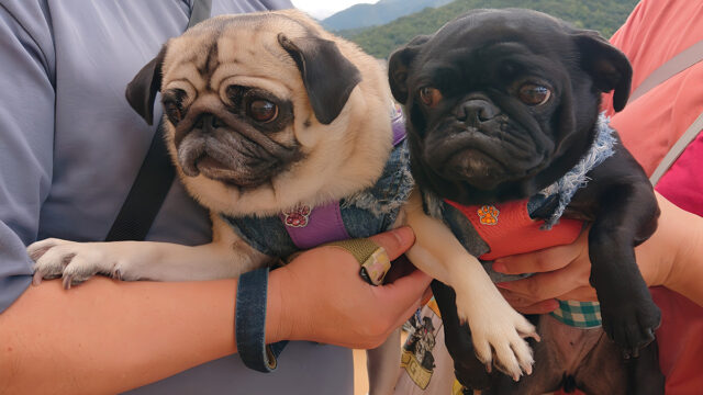 10月のワンコ！