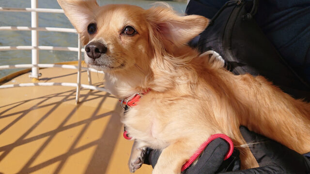 12月のワンコ！と2025年の感謝を込めて。たくさんの出会いにありがとう！