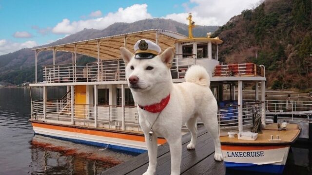 【ワンコ船長大募集！】初リアルワンコ船長が乗船！青空にぴったりの可愛いお客様